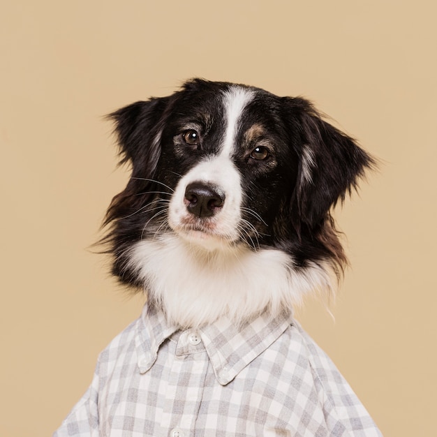 Cão bonito vista frontal com camisa