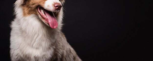 Cão bonito vista frontal com espaço de cópia