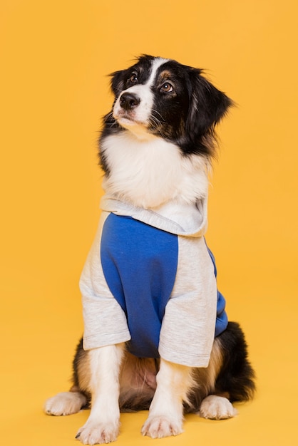 Cão bonito vista frontal em traje