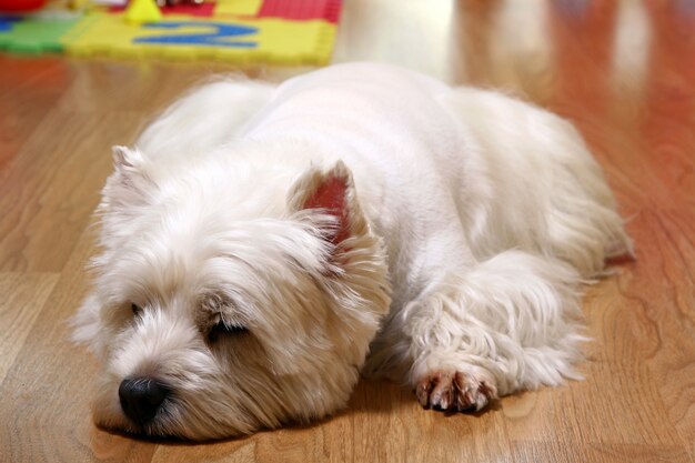 Cão branco engraçado em casa