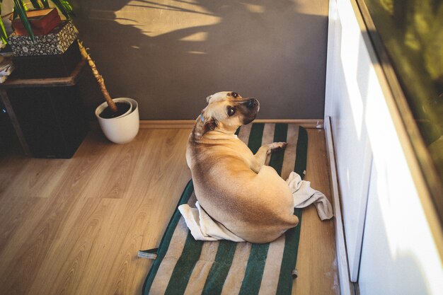 cão calmo deitado no chão