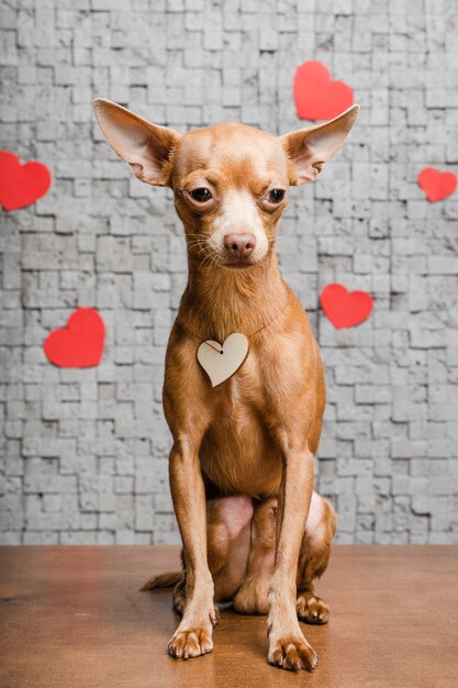 Cão chihuahua pequeno bonito rodeado de corações