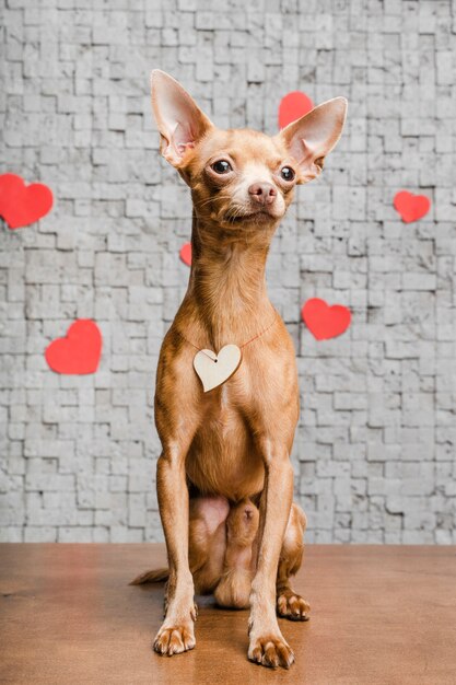 Cão chihuahua pequeno bonito rodeado de corações