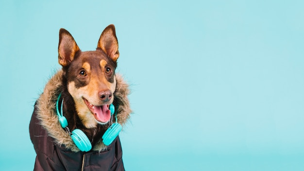 Foto grátis cão com fones de ouvido