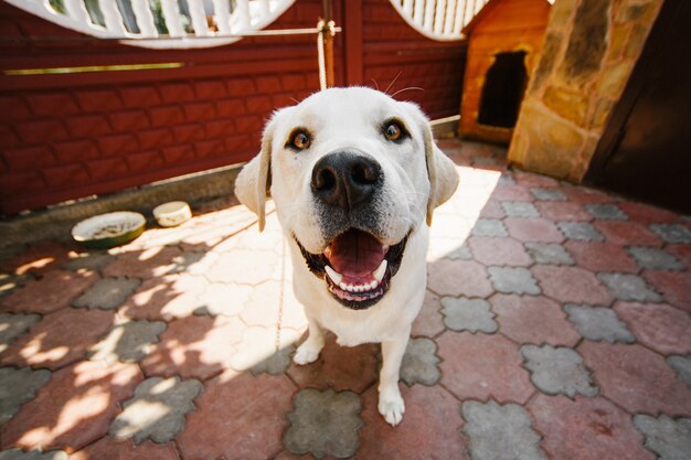 Cão com olhos amarelos profundos fica na corrente