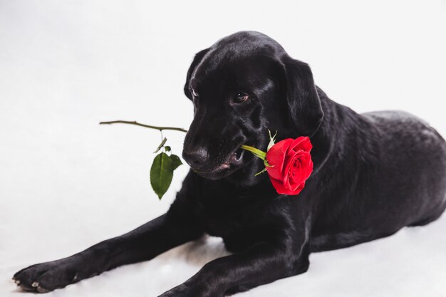 Cão com uma rosa na boca