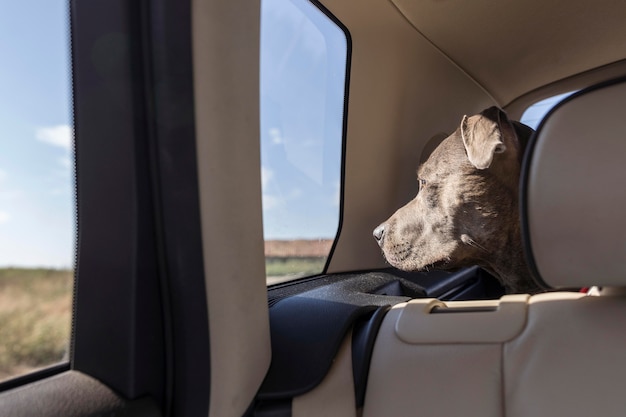 Cão com vista lateral ficando em um carro enquanto viaja com seus proprietários