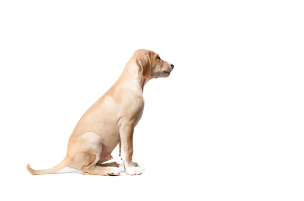 Cão curto cabelo louro senta-se olhando para o lado