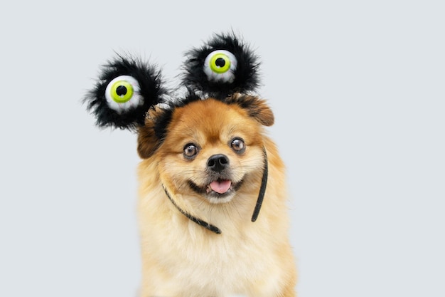 Cão da pomerânia de retrato que celeriza o dia das bruxas ou carnaval vestindo uma fantasia de zumbi. isolado em fundo cinza