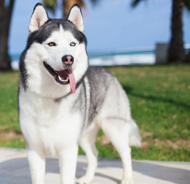 cão da raça Husky com a língua para fora