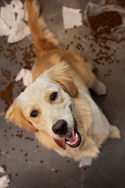 Foto grátis cão de alto ângulo fazendo uma bagunça dentro de casa