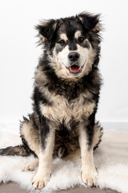 Cão de alto ângulo, sentado no tapete peludo