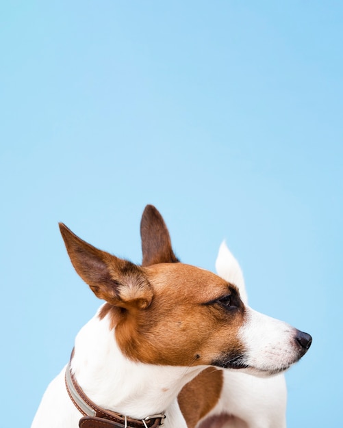 Cão de ângulo alto com orelhas picadas