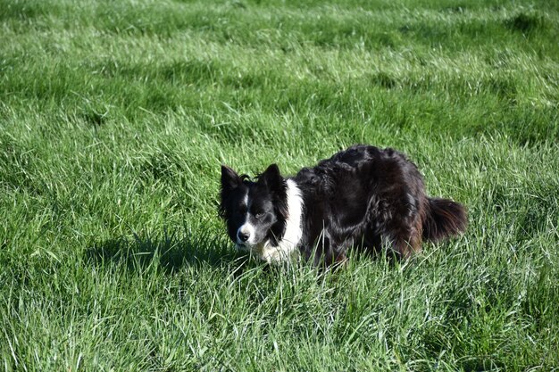 Cão de border collie hiperfocado, descansando em uma grama verde longa.