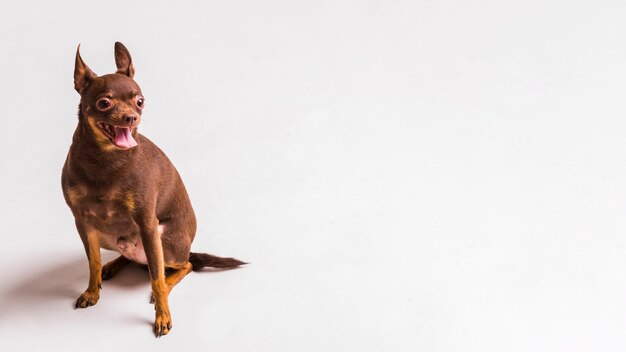 Cão de brinquedo russa marrom com língua de fora sentado no fundo branco