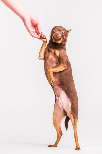 Cão de brinquedo russo marrom, apertando a mão de pé na sua perna sobre fundo branco