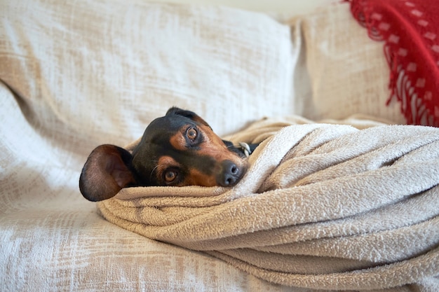 Foto grátis cão de caça grego acomodado confortavelmente sob a toalha