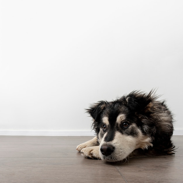 Cão de cópia-espaço em casa, sentada no chão