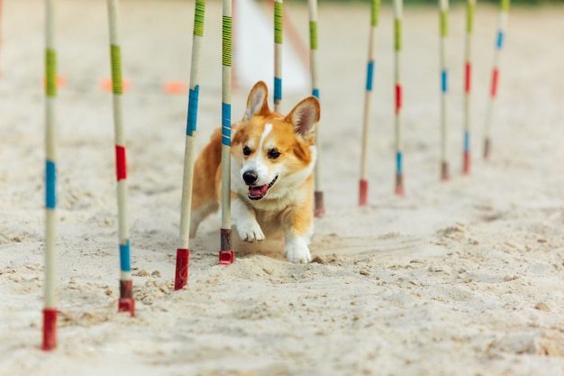 Foto grátis cão de galês corgi que executa durante a mostra na competição.