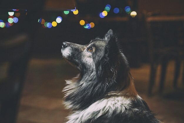 Cão de pêlo comprido preto e branco