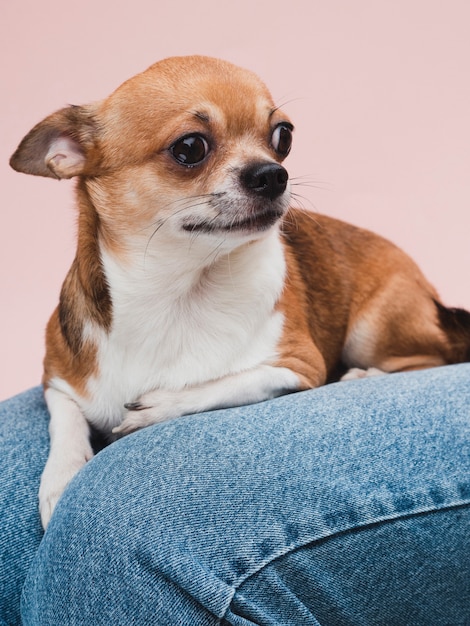 Cão de raça doméstica, sentado no colo do proprietário