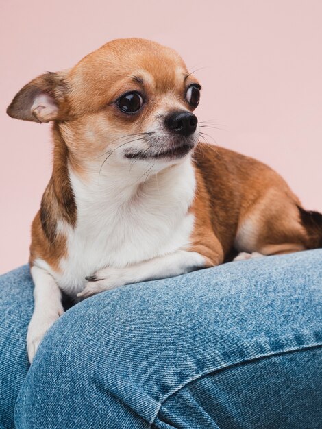 Cão de raça doméstica, sentado no colo do proprietário