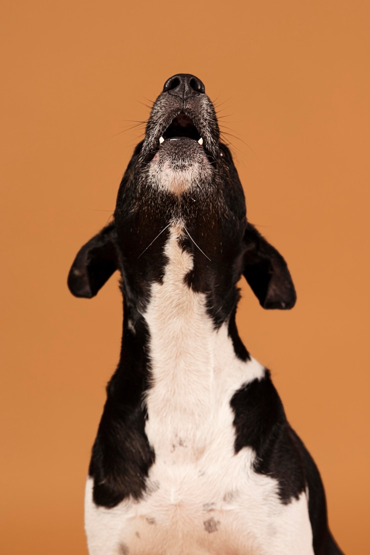 Foto grátis cão de raça pura sendo adorável em um estúdio