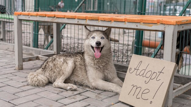 Cão de resgate fofo sentado ao lado para me adotar sinal