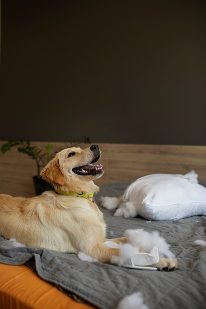 Foto grátis cão de vista lateral deitado na cama depois de morder o travesseiro