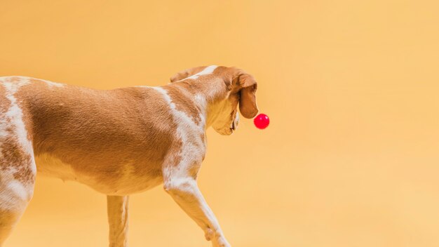 Cão de vista traseira indo embora