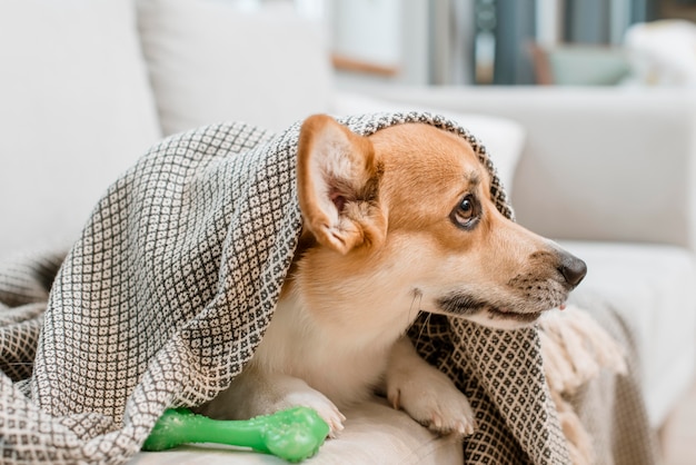 Cão debaixo do cobertor com seu brinquedo