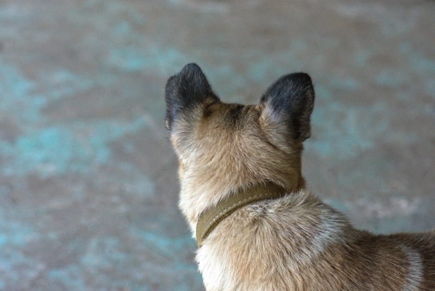 Cão desabrigado em abrigo para cães cão em centro de adoção com a esperança de encontrar um lar adotando um cão em abrigo para cães Foto Premium