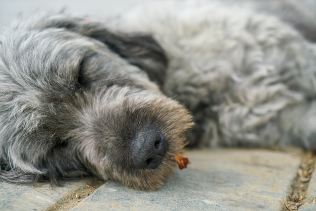 Cão do sono sobre