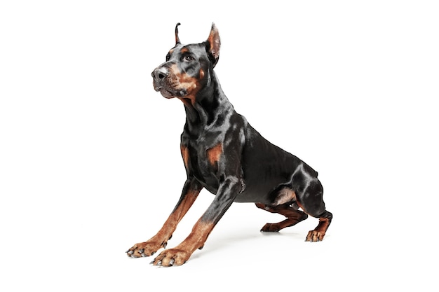 Cão Doberman isolado na parede branca do estúdio