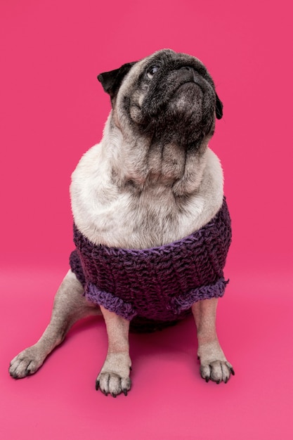 Foto grátis cão doméstico com roupa