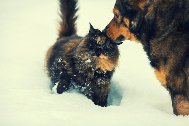 Cão e gato ao ar livre na neve