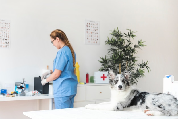 Foto grátis cão e veterinário feminino na clínica veterinária