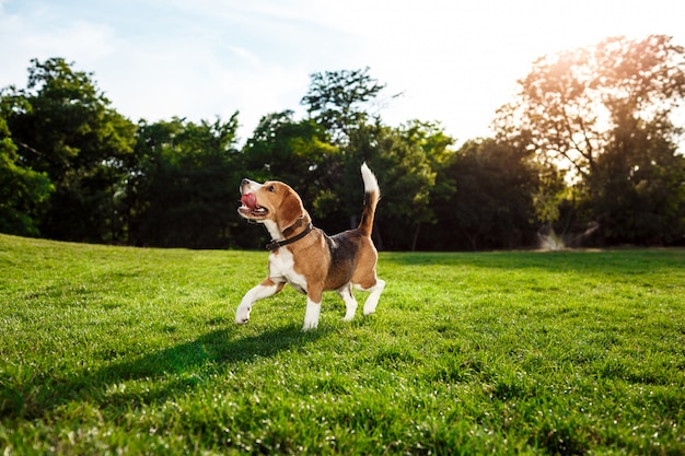 Cão engraçado engraçado beagle andando, brincando no parque.