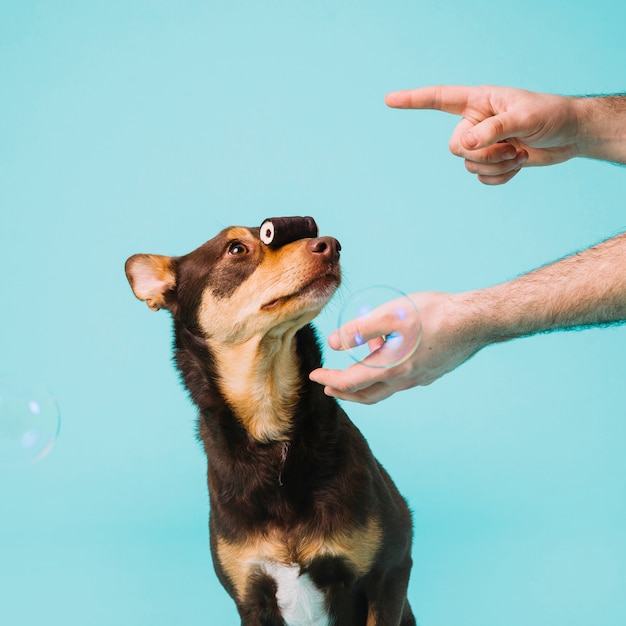 Cão fazendo truque