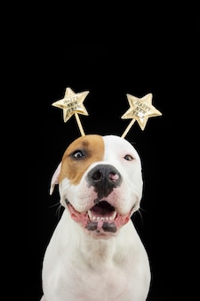 Cão feliz do retrato comemorando o ano novo vestindo uma fantasia de diadema. isolado em fundo preto