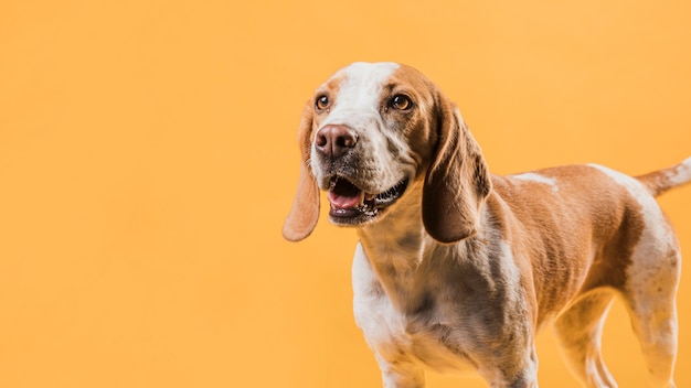 Cão feliz posando em frente a parede amarela