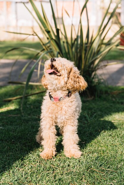 Cão feliz se divertindo no parque