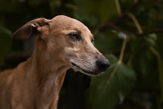 Cão galgo bonito com folhas