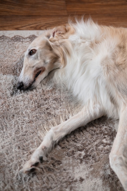 Foto grátis cão galgo bonito relaxante dentro de casa