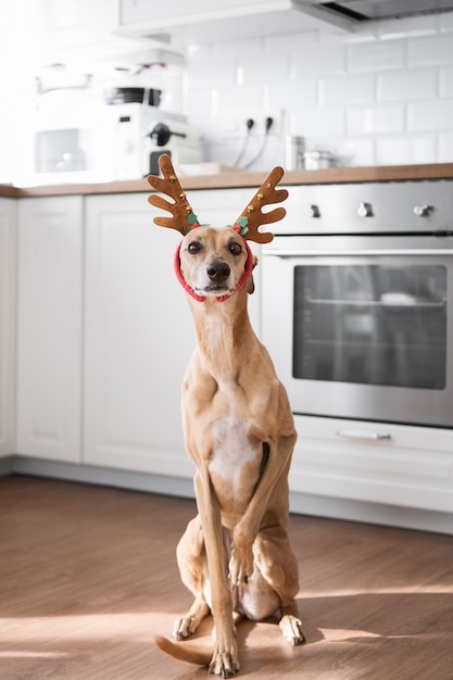 Foto grátis cão galgo com bandana de rena