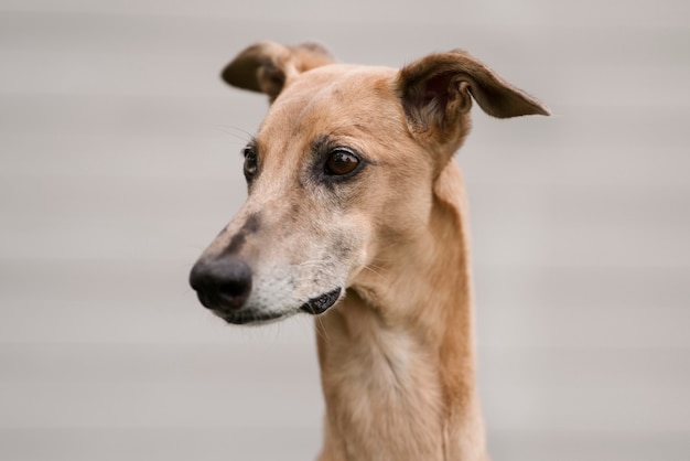 Foto grátis cão galgo com fundo desfocado