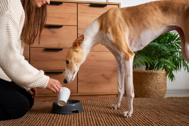 Cão galgo comendo comida em casa