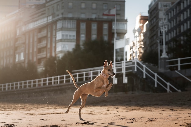 Cão galgo correndo na praia