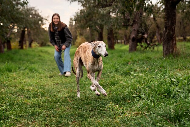 Cão galgo curtindo sua caminhada