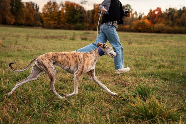 Cão galgo curtindo sua caminhada